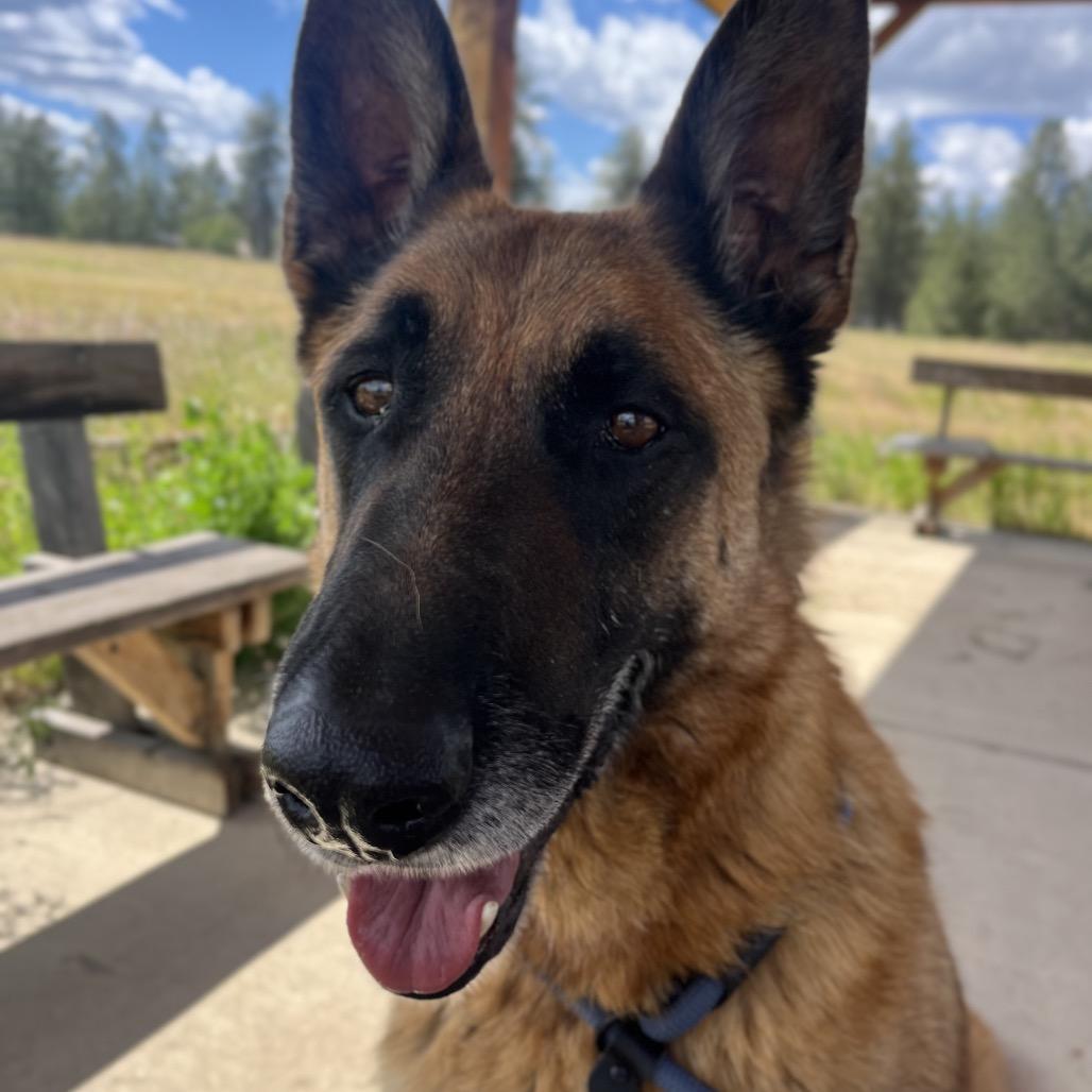 Enlarge Arlo, a Adoptable Shepherd in Spokane, WA image 3/6