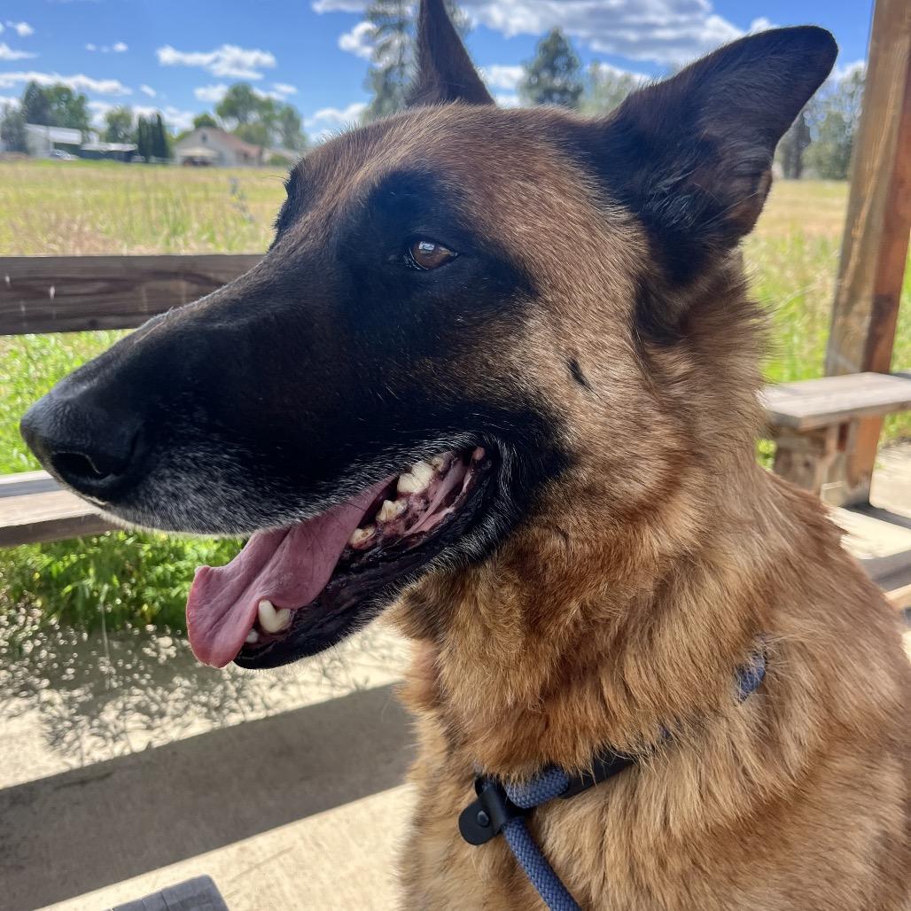 Enlarge Arlo, a Adoptable Shepherd in Spokane, WA image 4/6