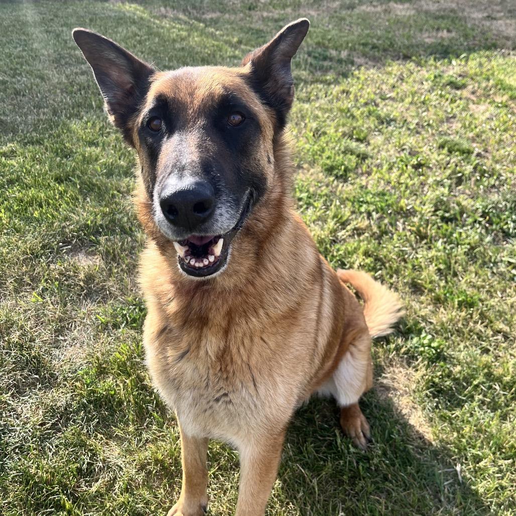 Enlarge Arlo, a Adoptable Shepherd in Spokane, WA image 6/6