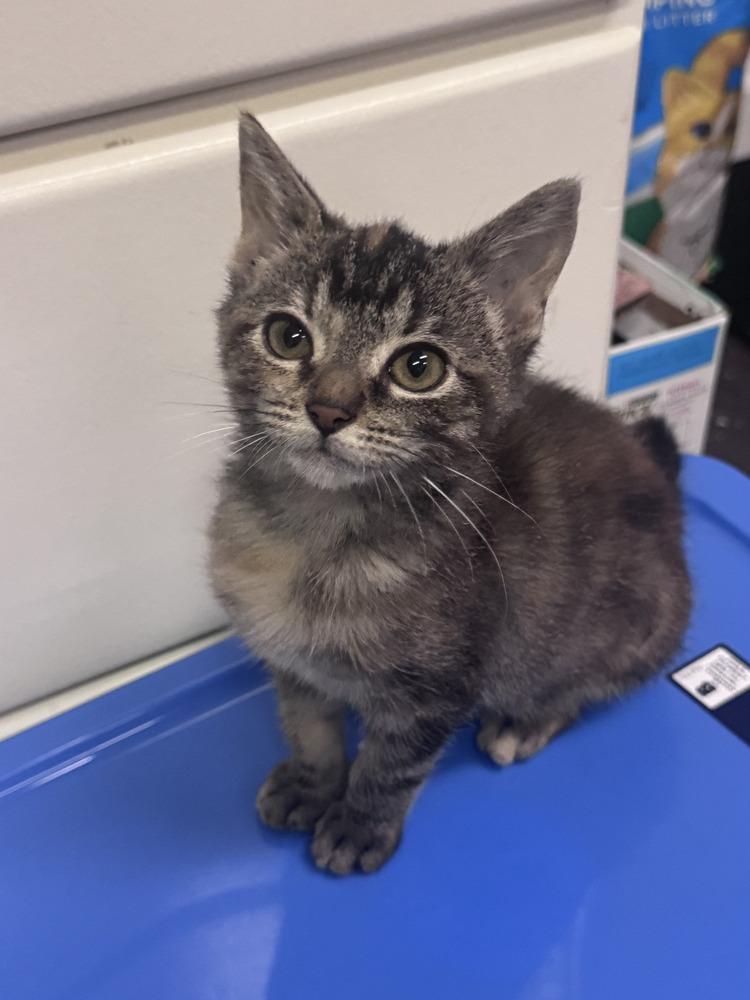 Enlarge Thelma, a Adoptable mixed breed in Westfield, WI image 2/2