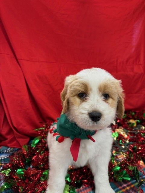 Enlarge Salty, a Adoptable Mixed Breed in Bay City, MI image 1/2