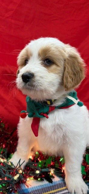 Enlarge Salty, a Adoptable Mixed Breed in Bay City, MI image 2/2