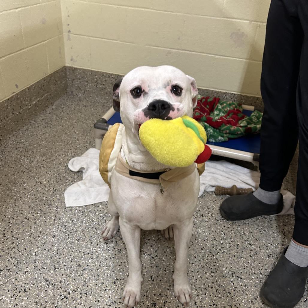 Enlarge Chucky, a Adoptable Mixed Breed in Pensacola, FL image 1/6