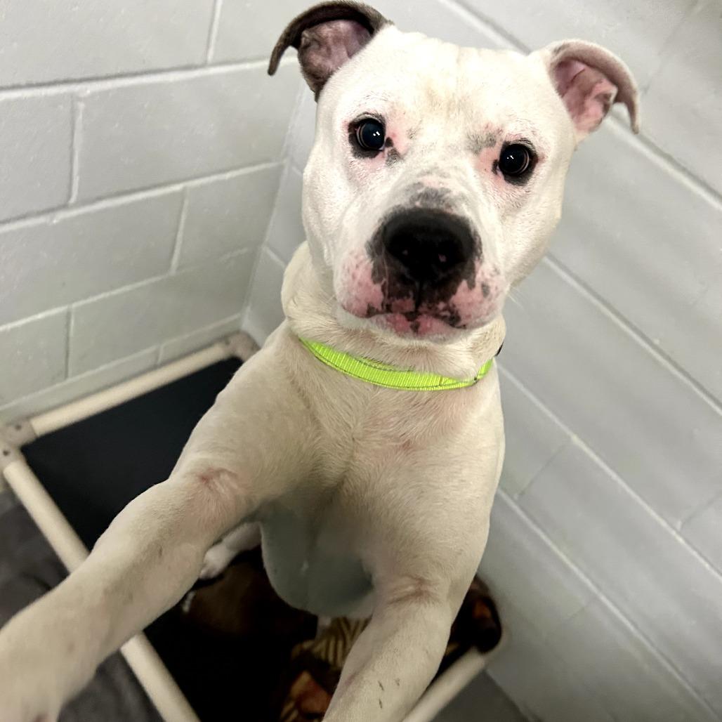 Enlarge Chucky, a Adoptable Mixed Breed in Pensacola, FL image 2/6