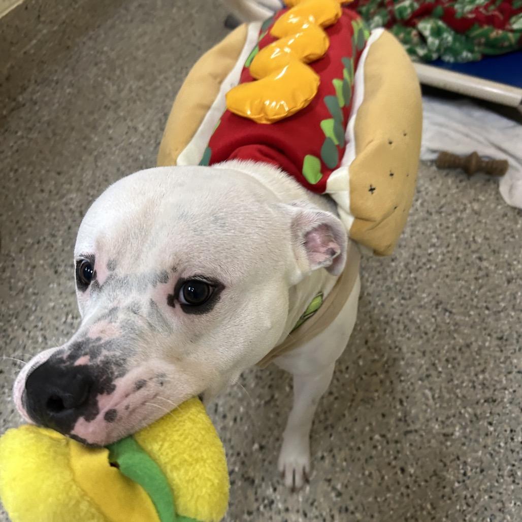 Enlarge Chucky, a Adoptable Mixed Breed in Pensacola, FL image 3/6