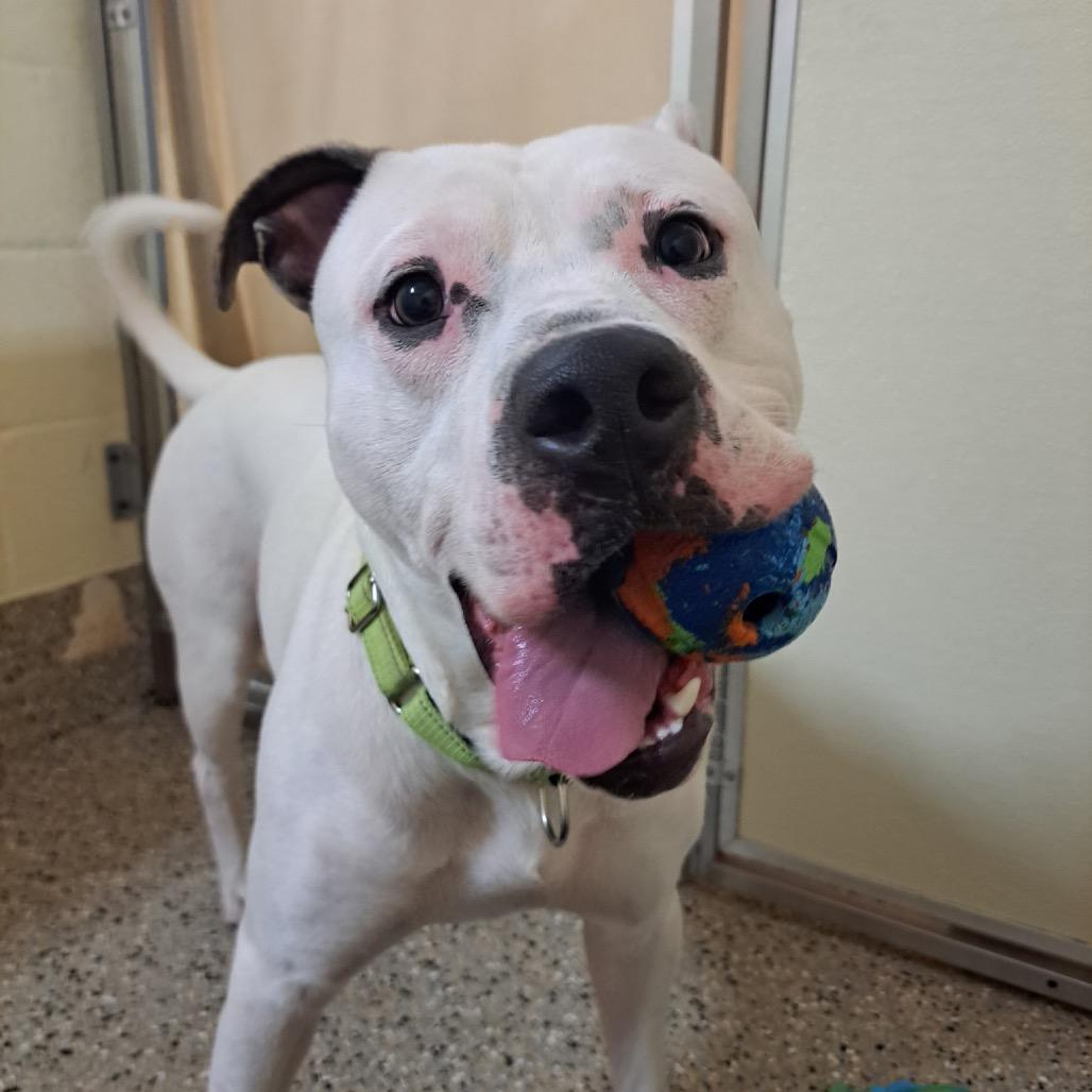 Enlarge Chucky, a Adoptable Mixed Breed in Pensacola, FL image 4/6