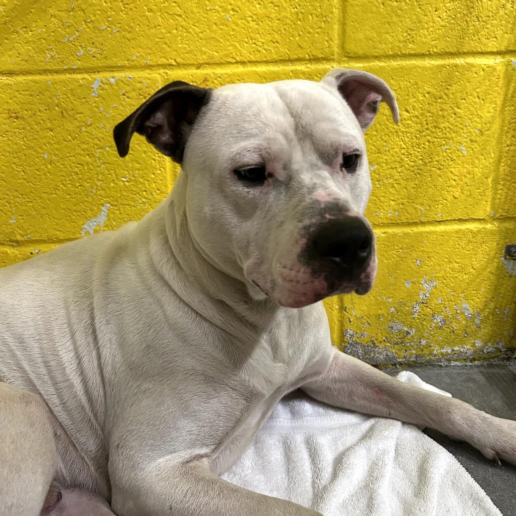 Enlarge Chucky, a Adoptable Mixed Breed in Pensacola, FL image 5/6