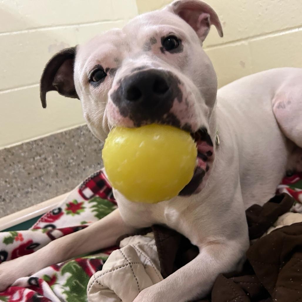 Enlarge Chucky, a Adoptable Mixed Breed in Pensacola, FL image 6/6