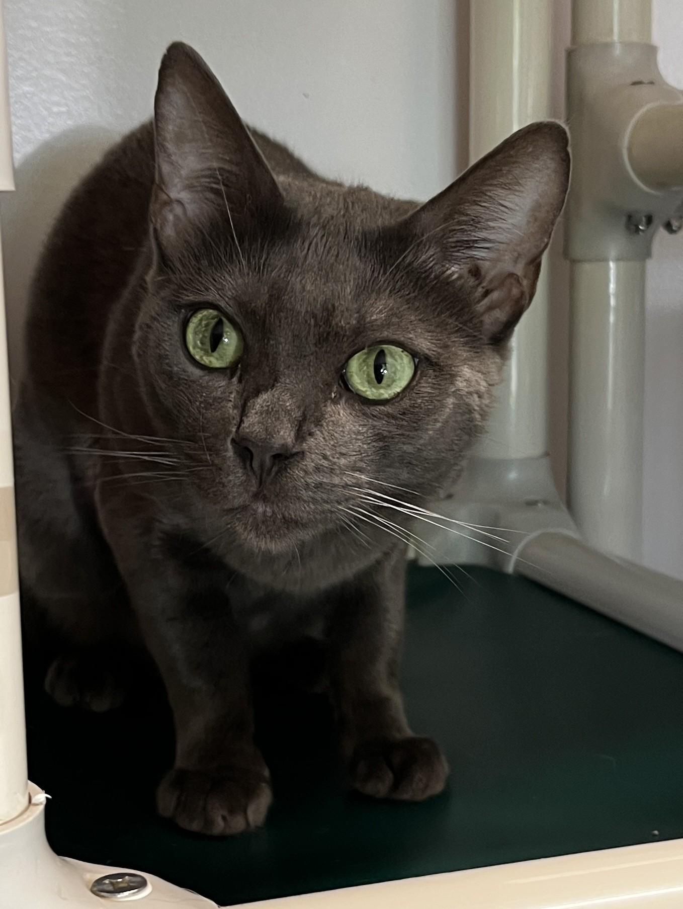 Enlarge BRUME (CR/SC), an adopted mixed breed in Sainte-Angele-de-Monnoir, QC image 3/6