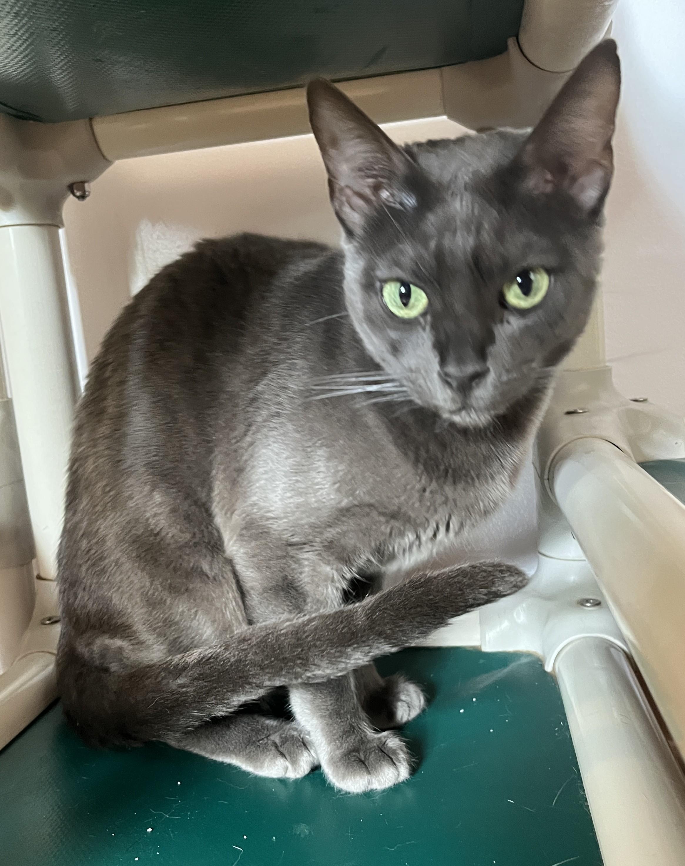 BRUME (CR/SC), adopted, Young Female Russian Blue & Domestic Short Hair.