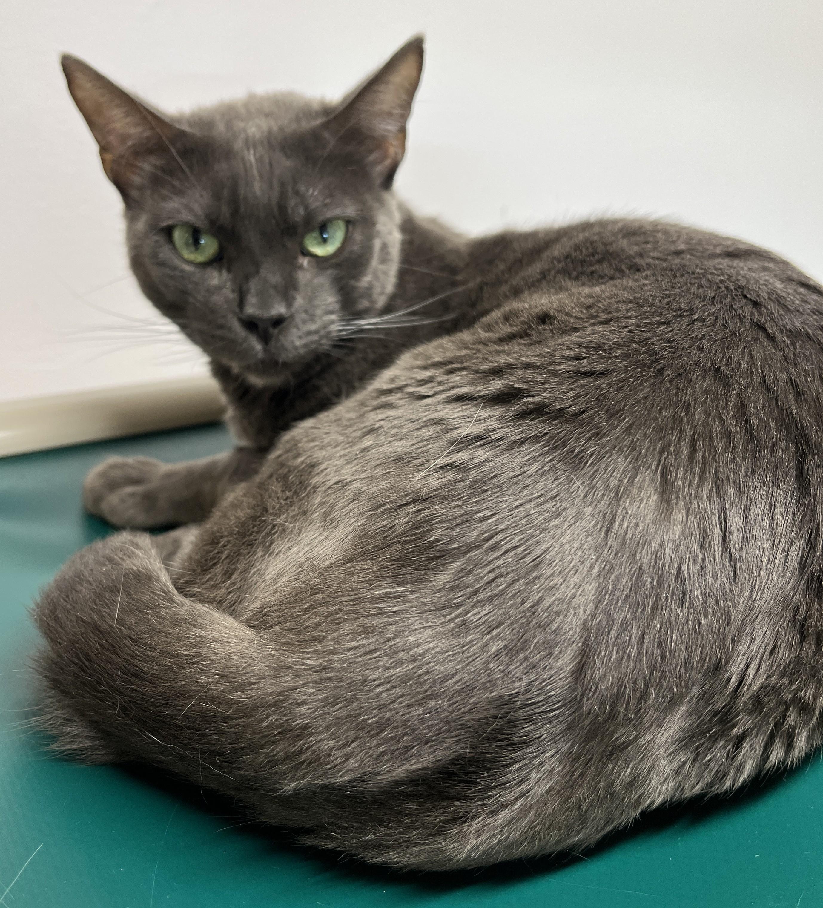 Enlarge BRUME (CR/SC), an adopted mixed breed in Sainte-Angele-de-Monnoir, QC image 2/6