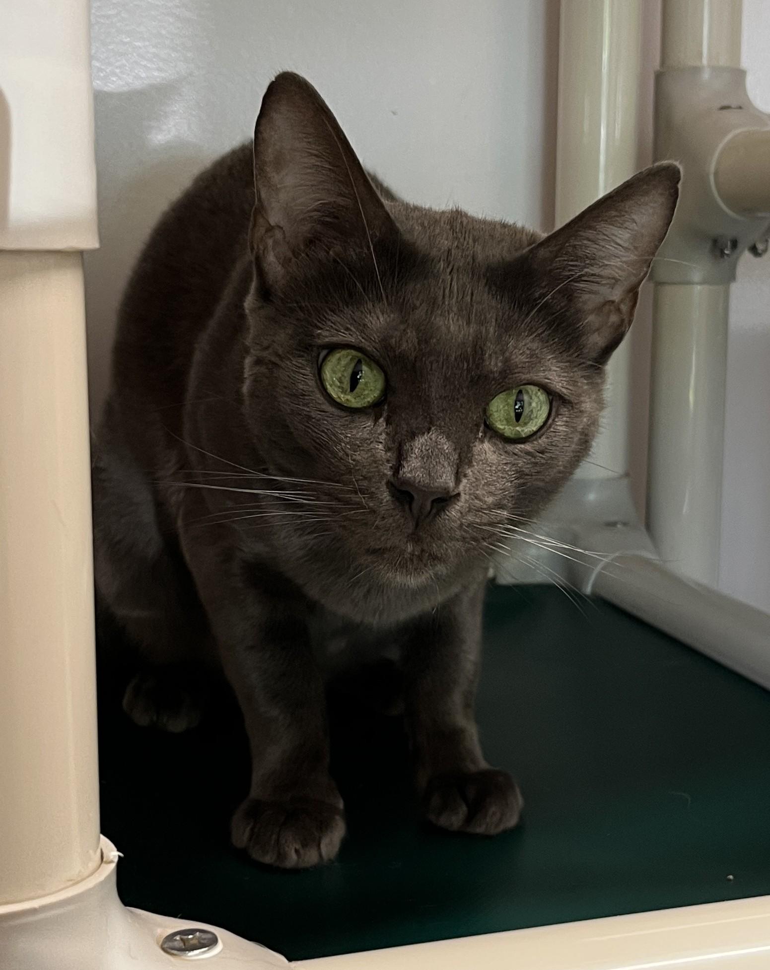 Enlarge BRUME (CR/SC), an adopted mixed breed in Sainte-Angele-de-Monnoir, QC image 4/6
