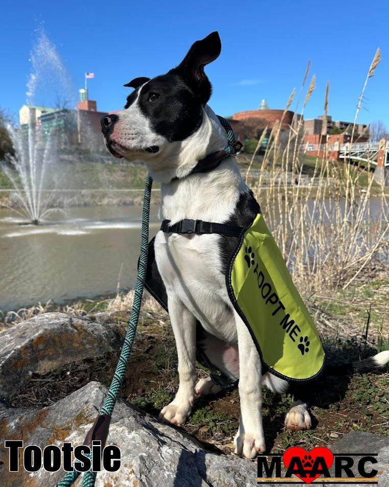 Tootsie, Adoptable, Young Female McNab & Terrier.