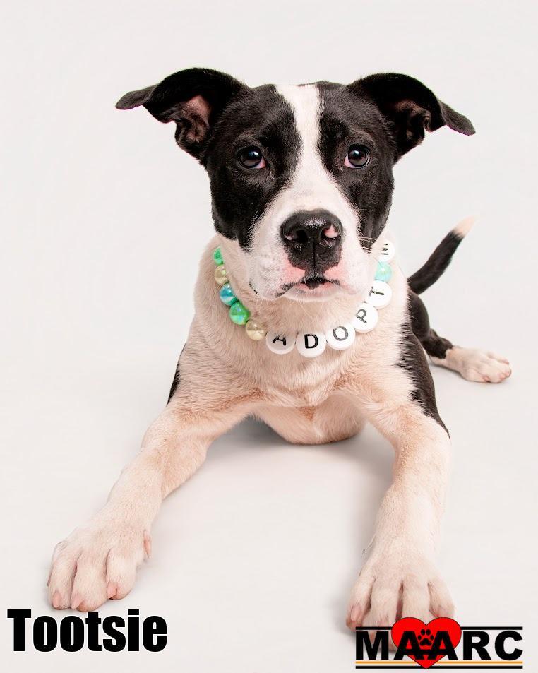 Enlarge Tootsie, a Adoptable mixed breed in Maryville, TN image 2/6