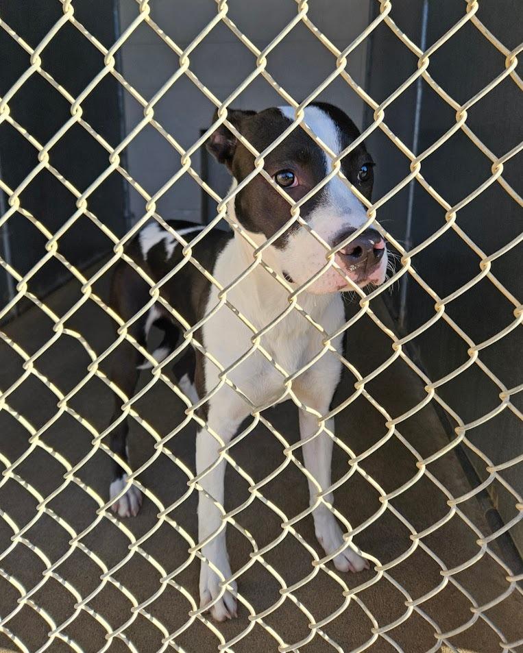 Tootsie, Adoptable, Young Female Terrier & Mixed Breed.