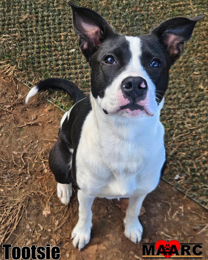 Tootsie, Adoptable, Young Female McNab & Terrier.