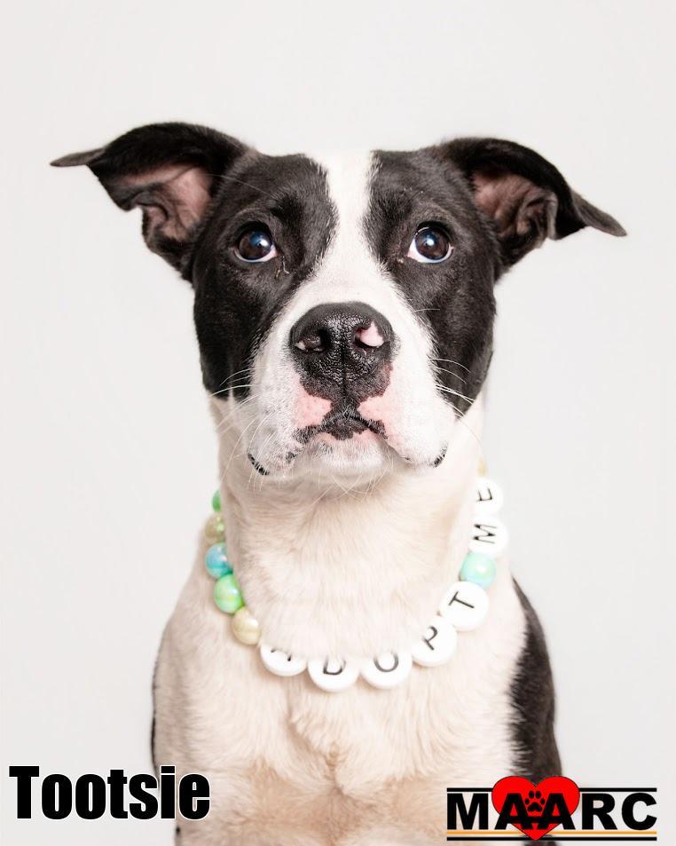 Enlarge Tootsie, a Adoptable mixed breed in Maryville, TN image 4/6