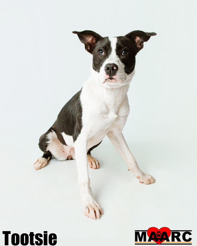 Enlarge Tootsie, a Adoptable mixed breed in Maryville, TN image 2/3