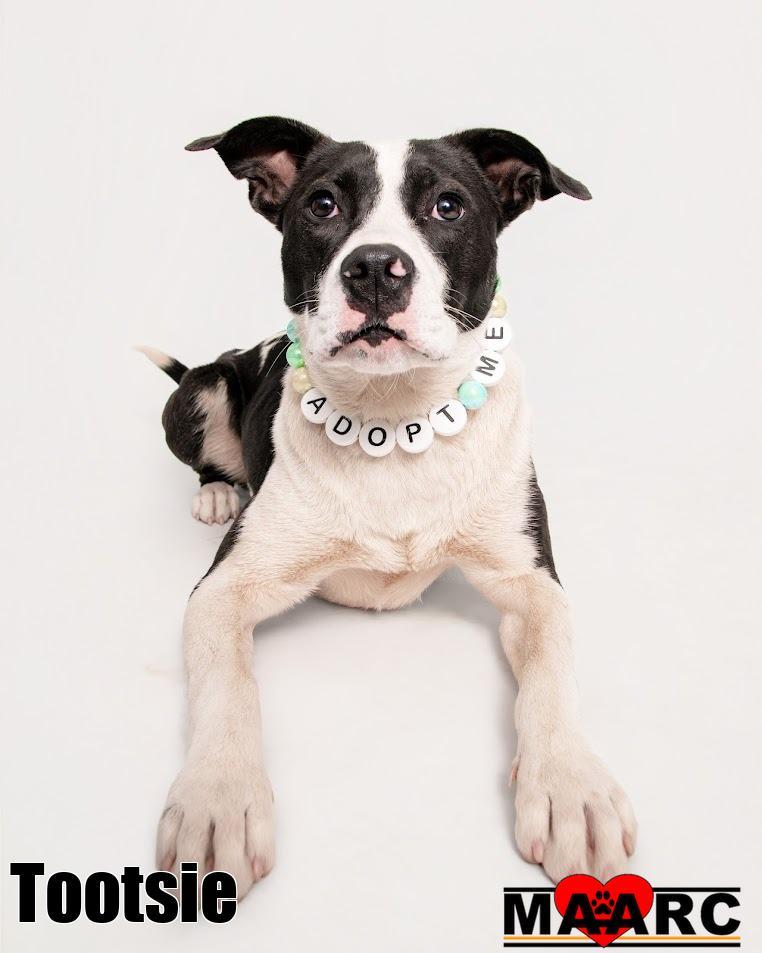 Enlarge Tootsie, a Adoptable mixed breed in Maryville, TN image 5/6