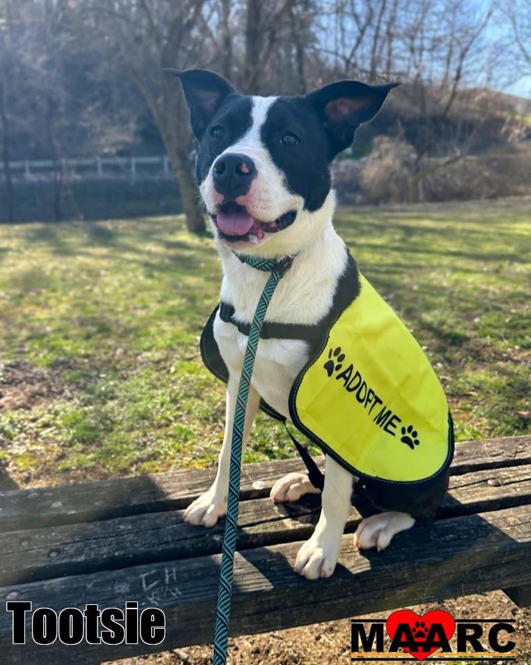 Enlarge Tootsie, a Adoptable mixed breed in Maryville, TN image 6/6