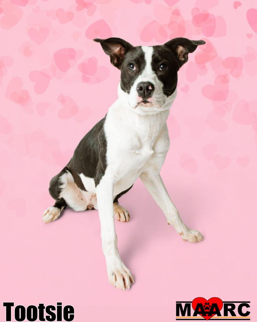 Enlarge Tootsie, a Adoptable mixed breed in Maryville, TN image 3/3