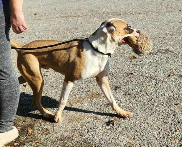 duke, Adoptable, Young Male Boxer & Pit Bull Terrier.