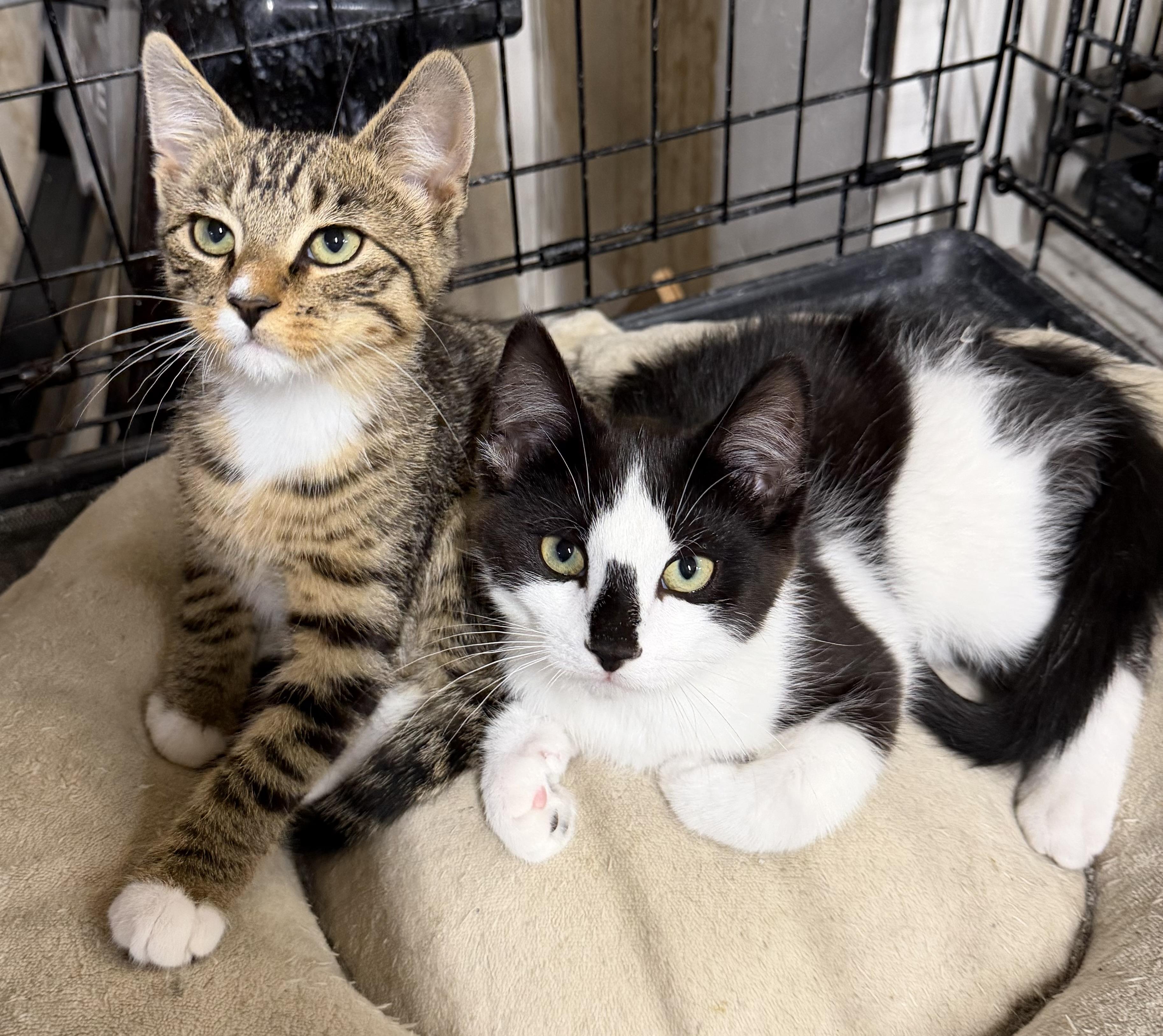 Rolo, ADOPTABLE, Kitten Male Domestic Short Hair.