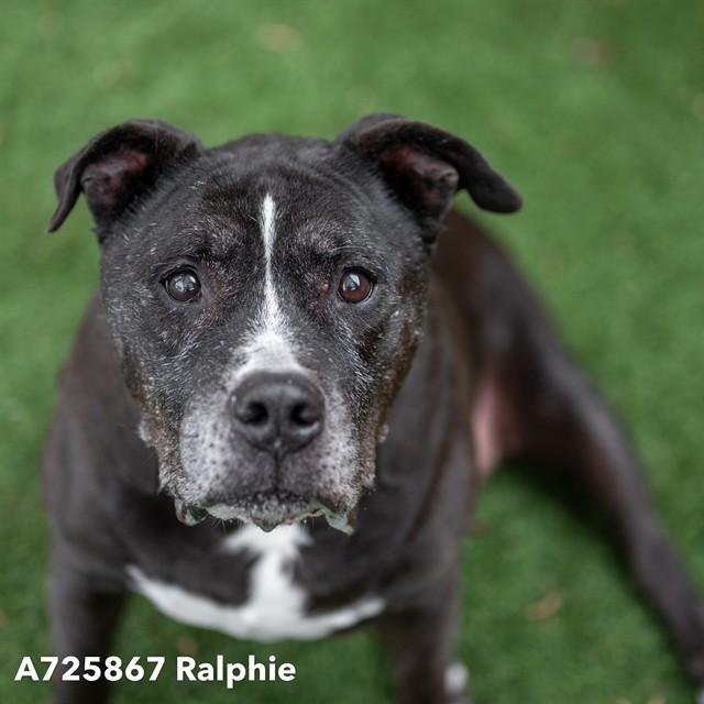 Enlarge RALPHIE, a Adoptable Pit Bull Terrier in Sacramento, CA image 1/1