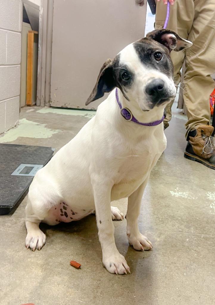 Claire, Adoptable, Young Female Mixed Breed.