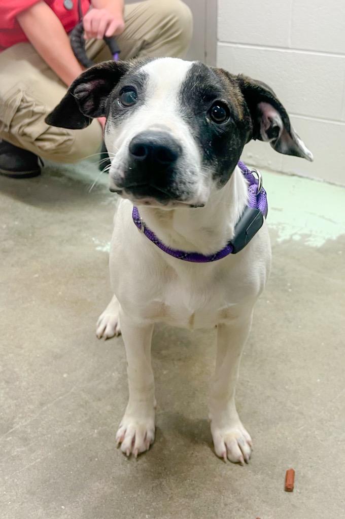 Claire, a Adoptable mixed breed in Murray, KY image 2/2