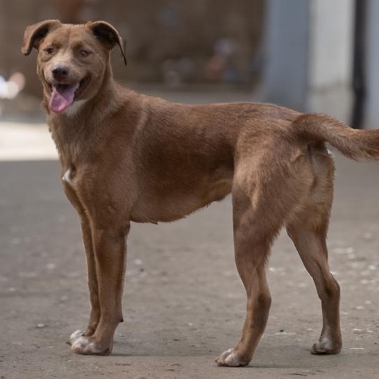 Enlarge EDITH, a Adoptable Golden Retriever in Athens, AL image 2/5