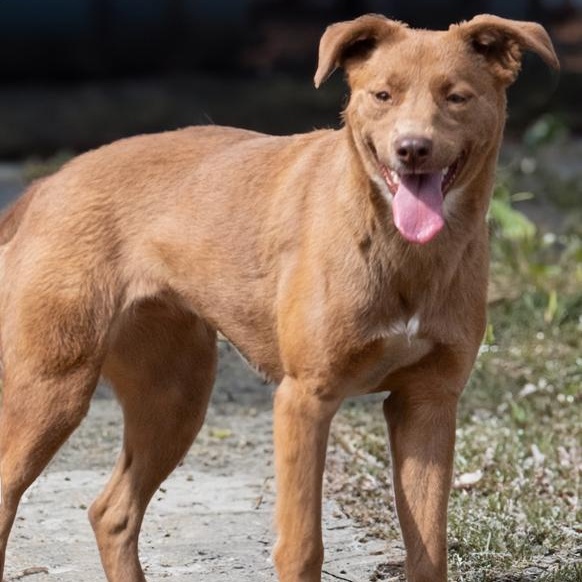 EDITH, Adoptable, Young Female Golden Retriever.