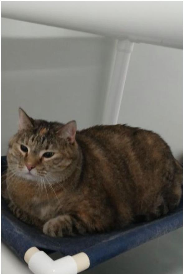 Enlarge Teena, a ADOPTABLE Tabby in Iowa Falls, IA image 1/2