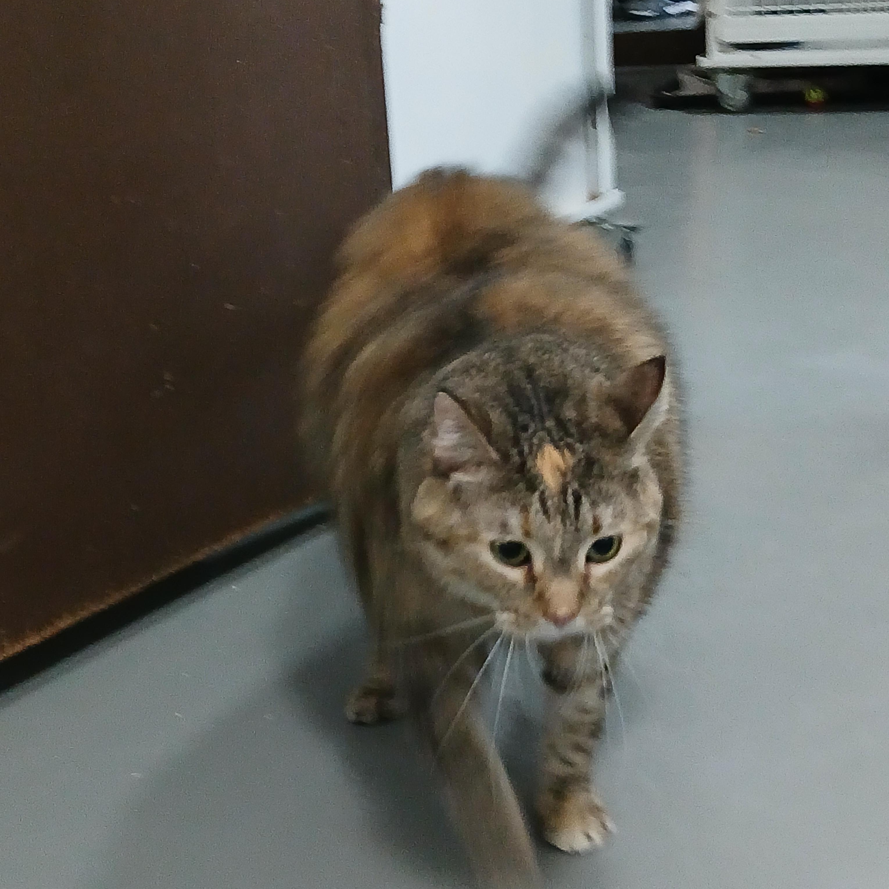 Enlarge Teena, a ADOPTABLE Tabby in Iowa Falls, IA image 2/2