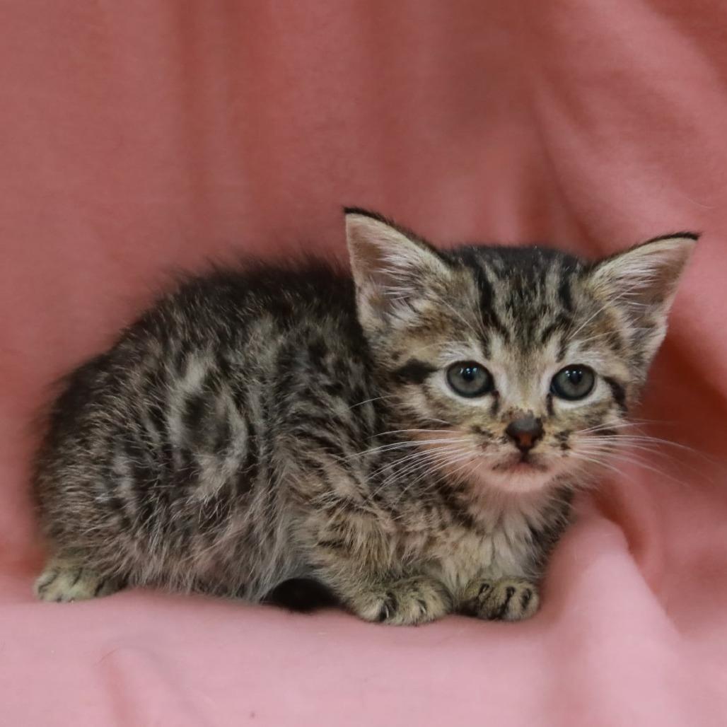 Snowball, Adoptable, Kitten Female Domestic Short Hair & Domestic Short Hair.