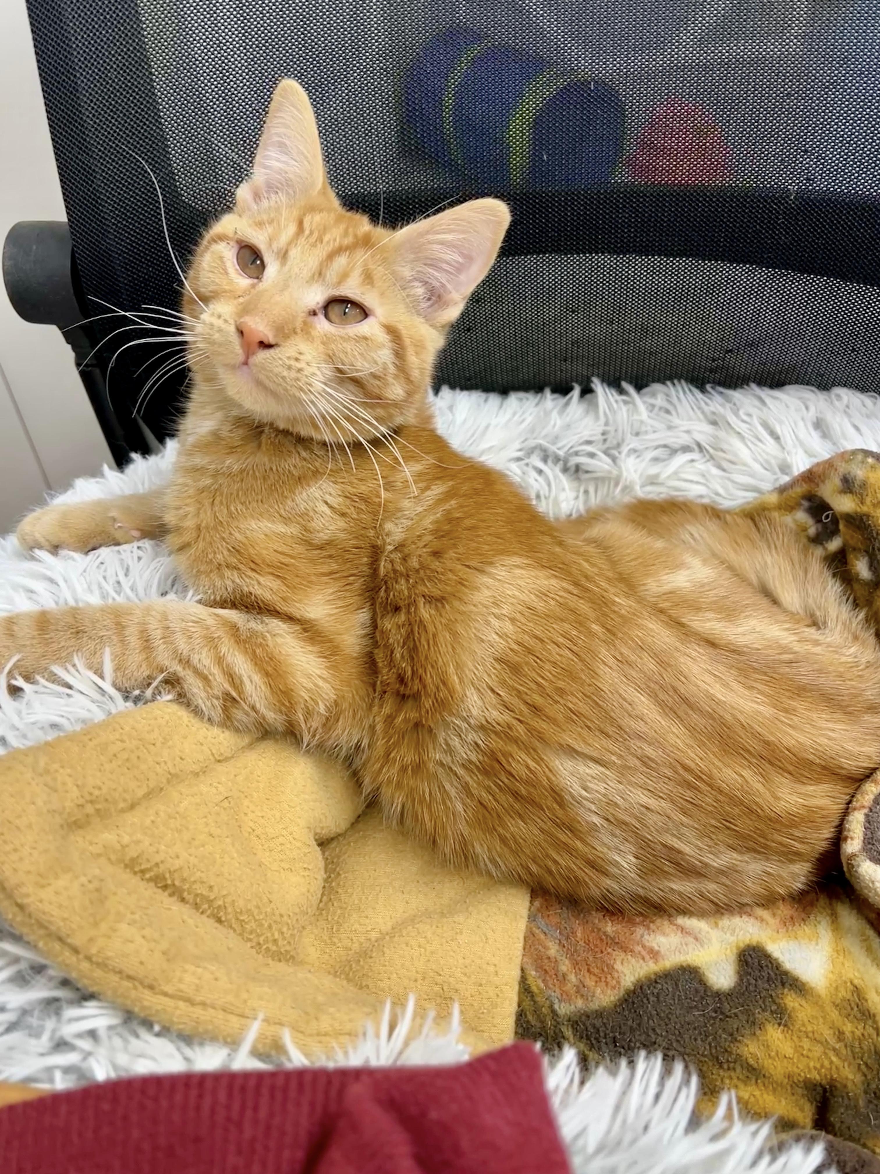 Enlarge Howard, an adopted Domestic Short Hair in Jamestown, ND image 1/1