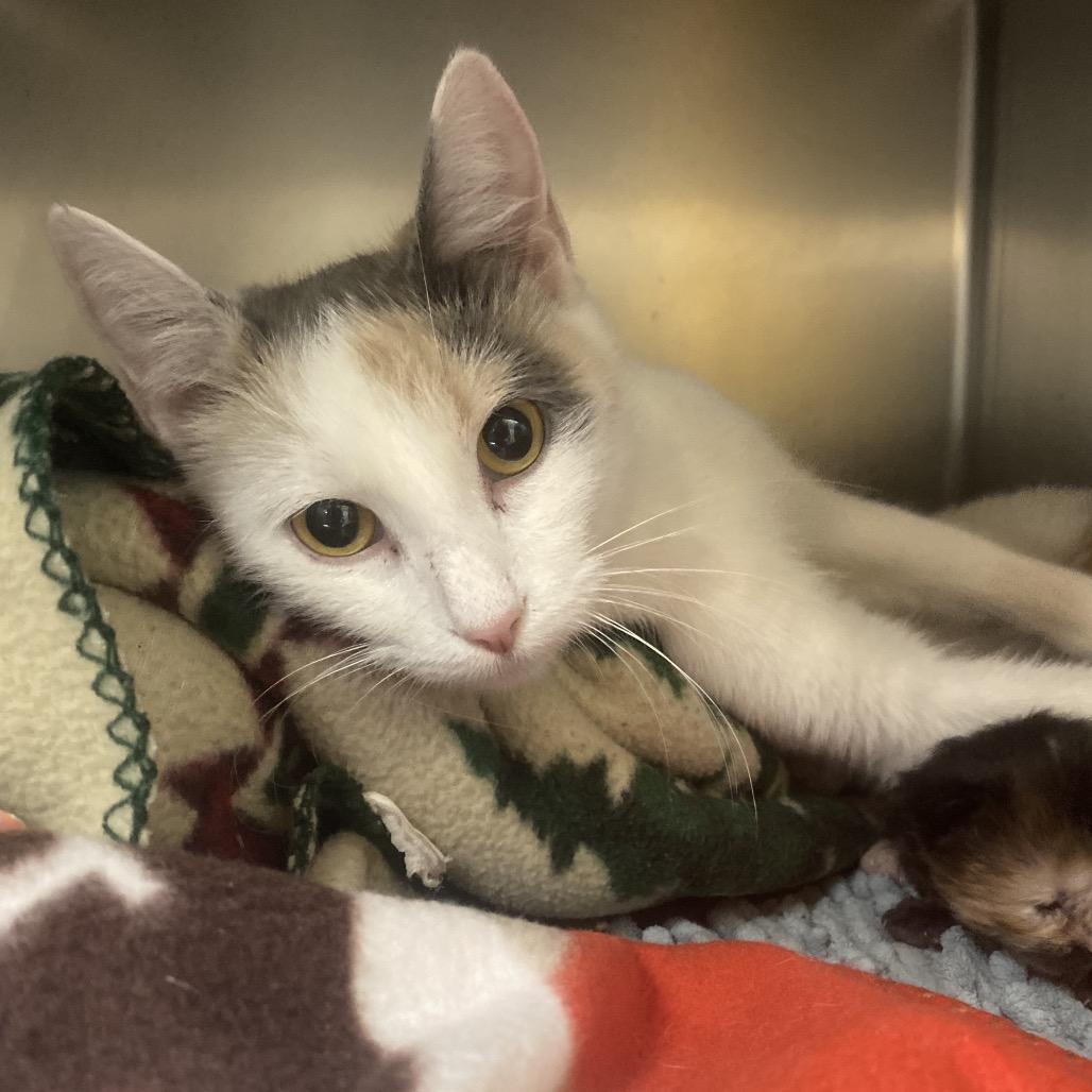 Valentina, Adoptable, Adult Female Domestic Short Hair.