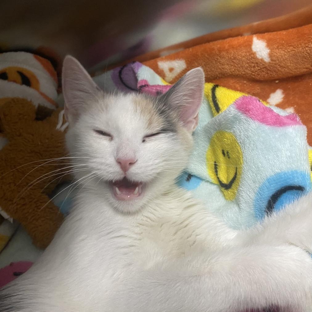 Enlarge Valentina, a Adoptable Domestic Short Hair in Canastota, NY image 3/6