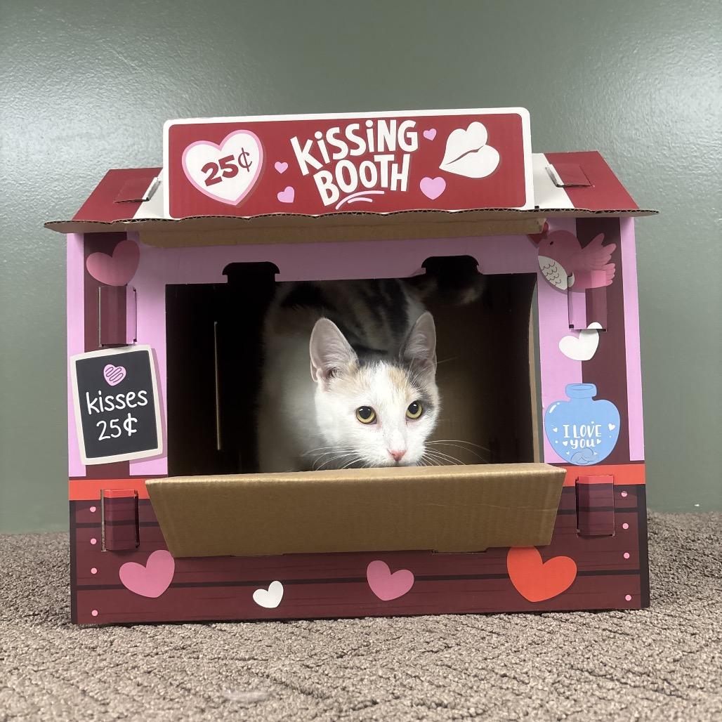 Enlarge Valentina, a Adoptable Domestic Short Hair in Canastota, NY image 4/6