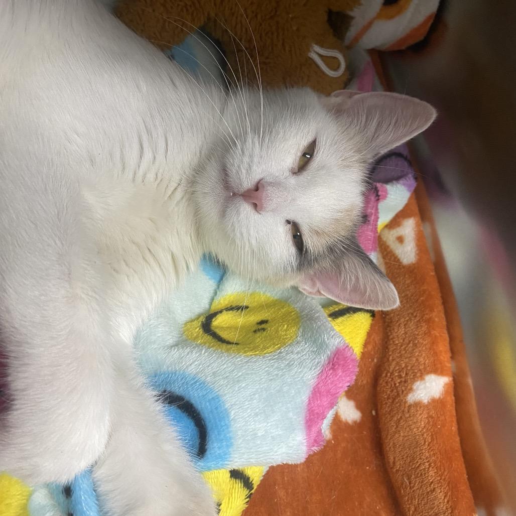 Enlarge Valentina, a Adoptable Domestic Short Hair in Canastota, NY image 5/6