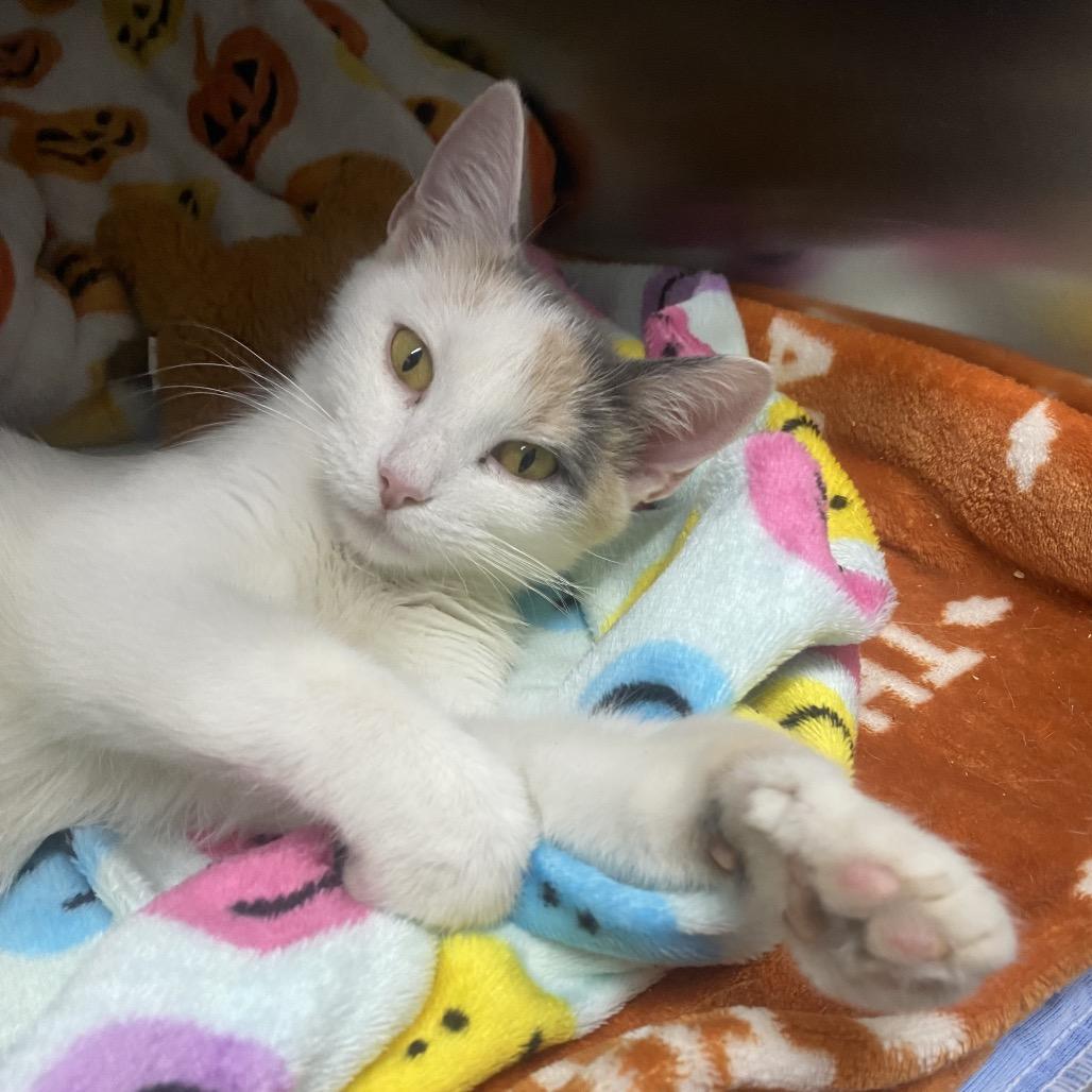 Enlarge Valentina, a Adoptable Domestic Short Hair in Canastota, NY image 6/6