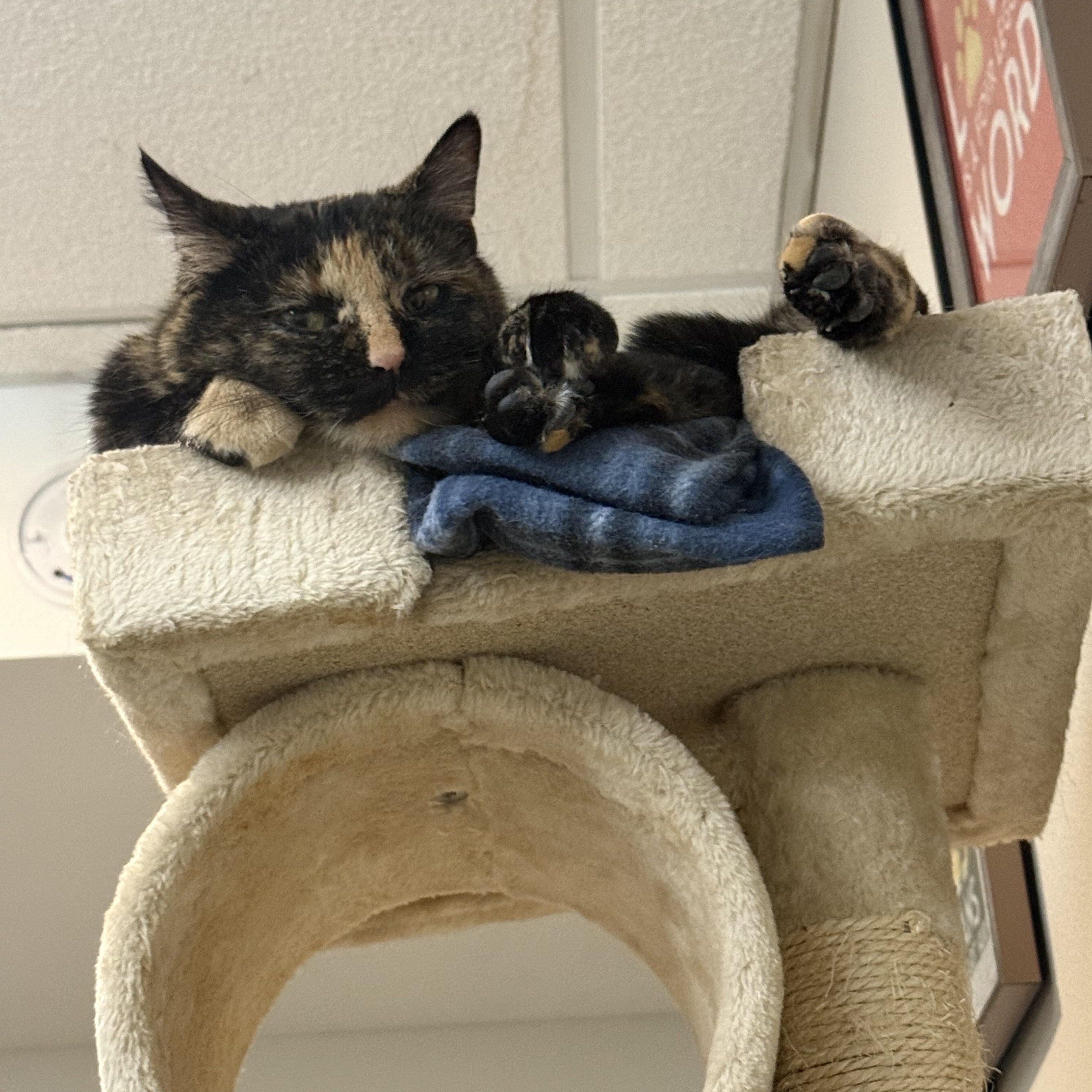 Enlarge Marie, a ADOPTABLE Tortoiseshell in Woodville , WI image 2/6