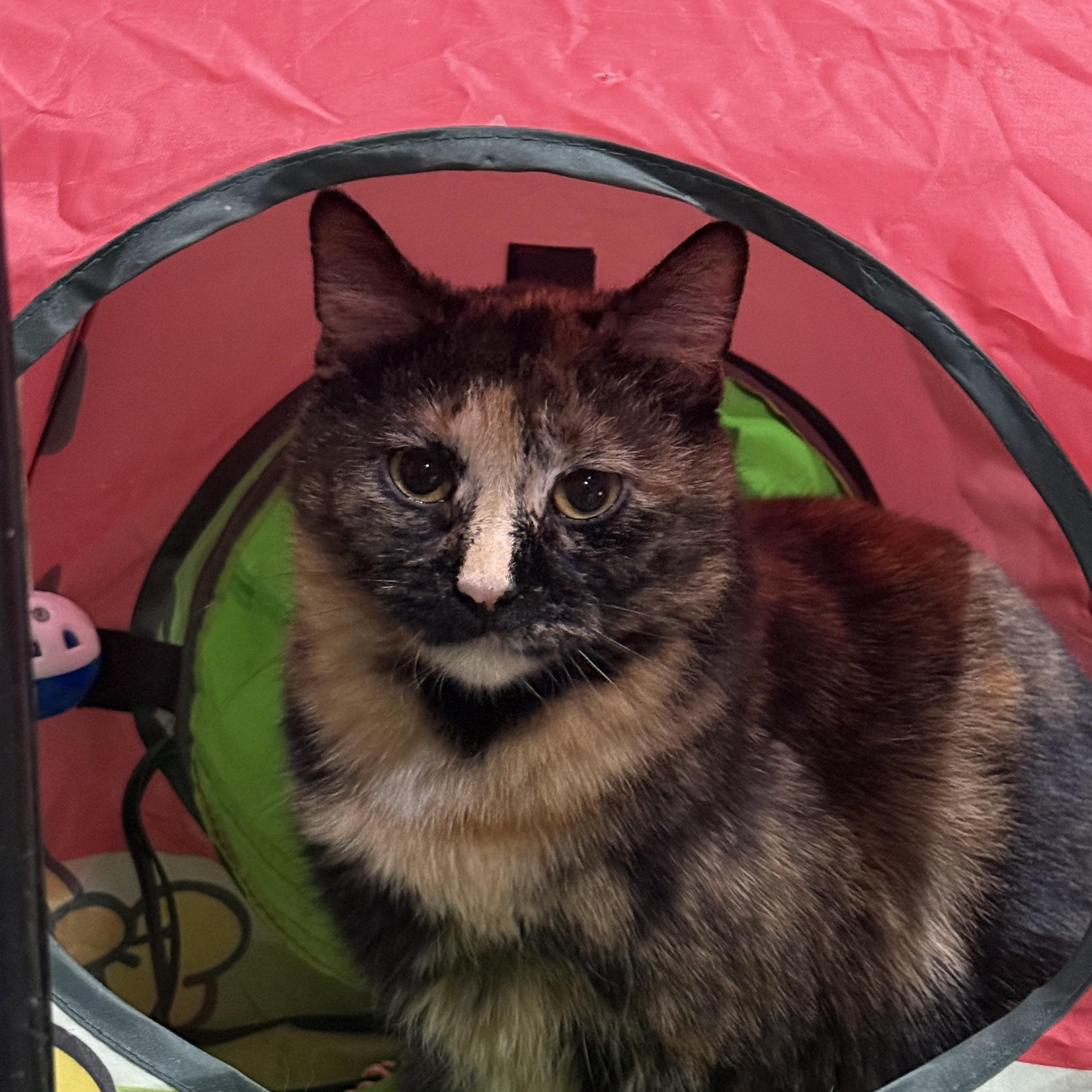 Marie, ADOPTABLE, Young Female Tortoiseshell.