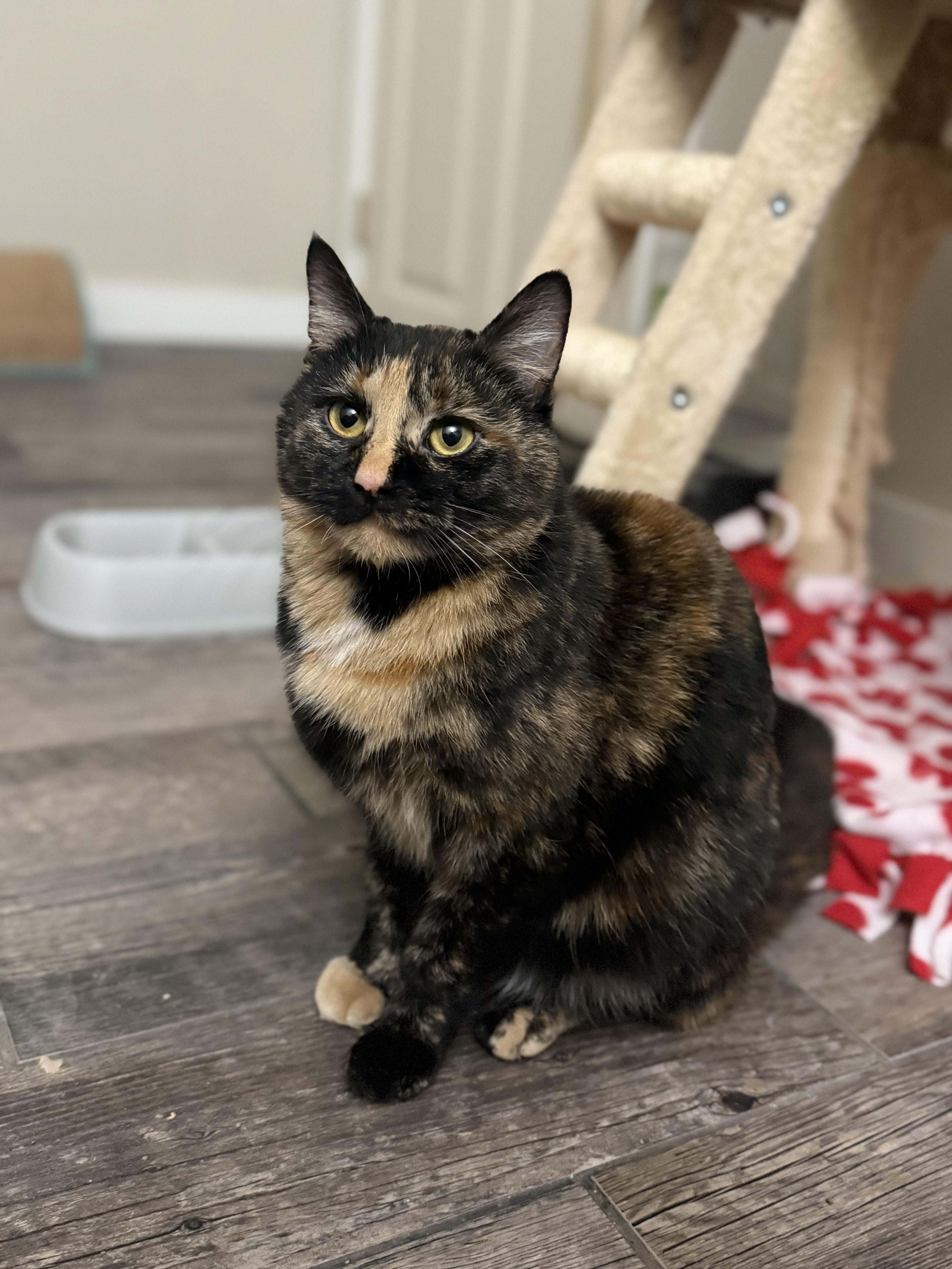 Enlarge Marie, a ADOPTABLE Tortoiseshell in Woodville , WI image 3/6