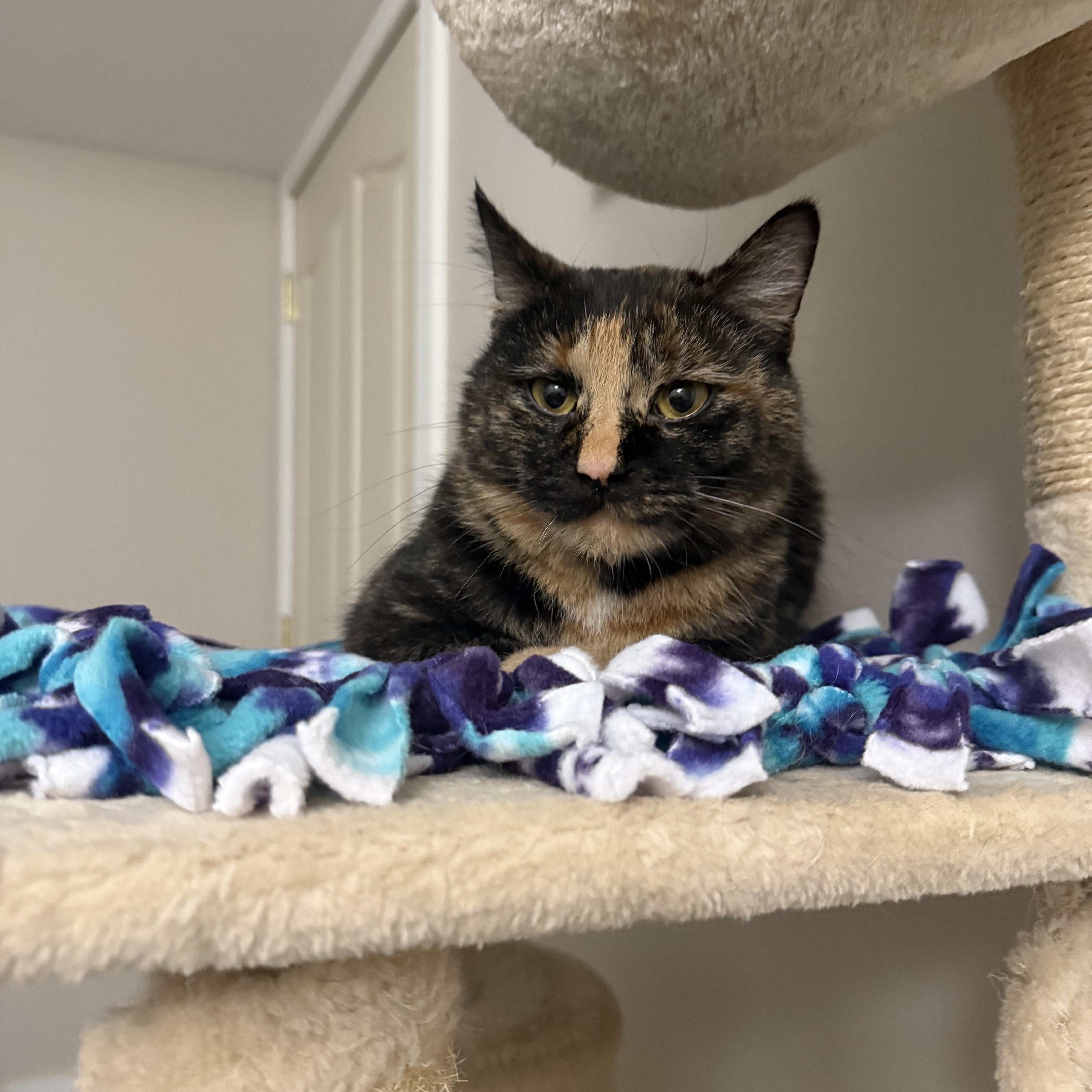 Enlarge Marie, a ADOPTABLE Tortoiseshell in Woodville , WI image 4/6