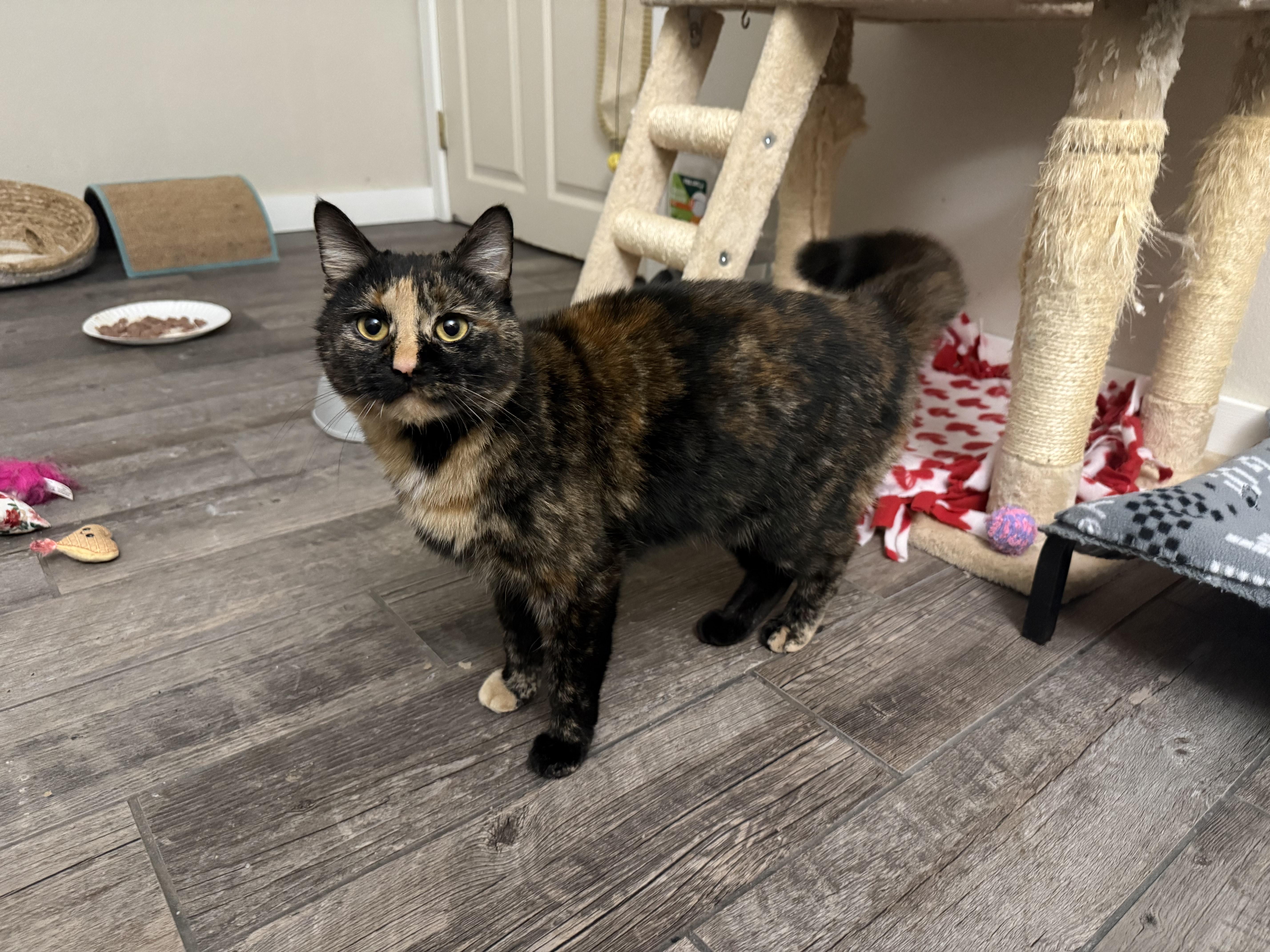 Enlarge Marie, a ADOPTABLE Tortoiseshell in Woodville , WI image 6/6