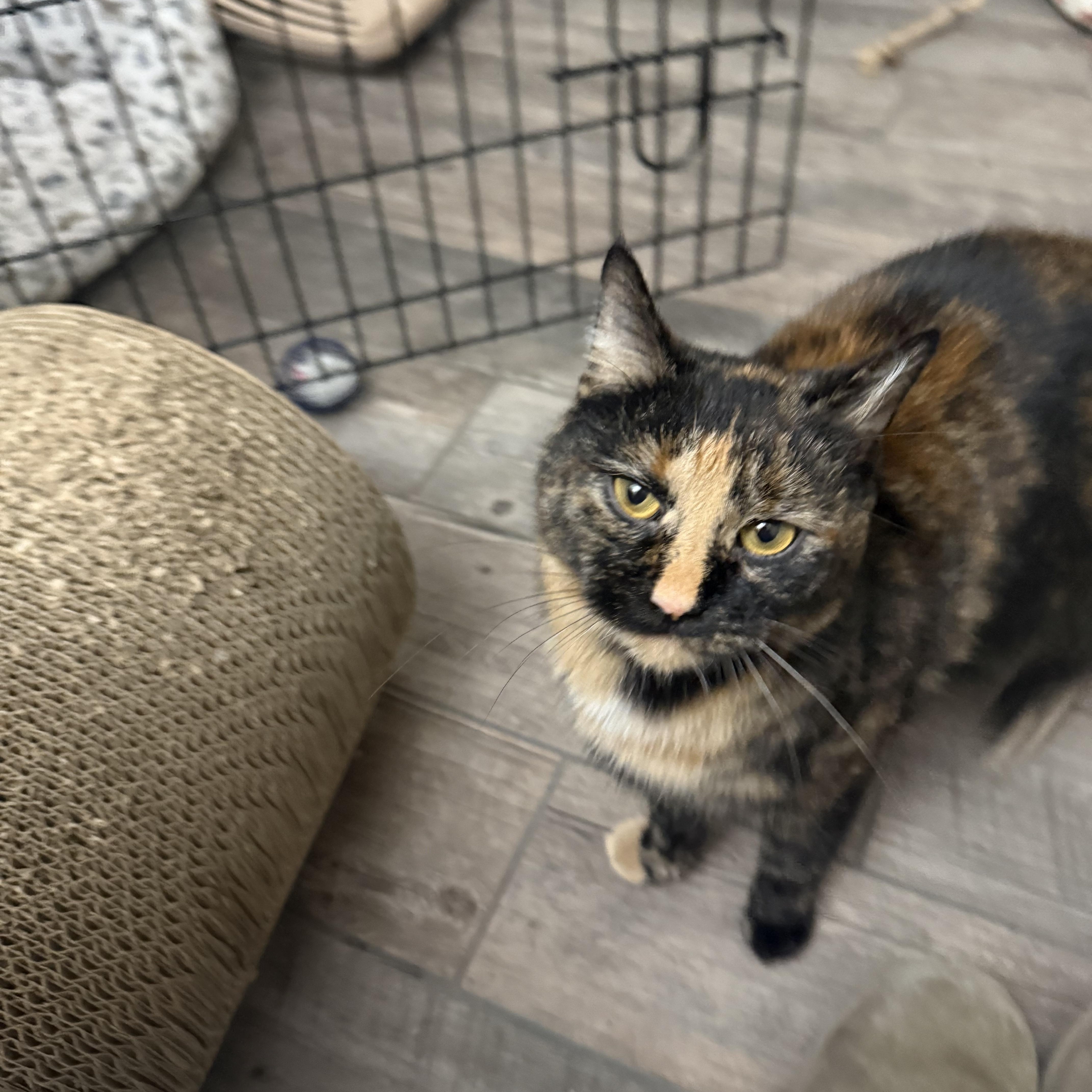 Enlarge Marie, a ADOPTABLE Tortoiseshell in Woodville , WI image 5/6
