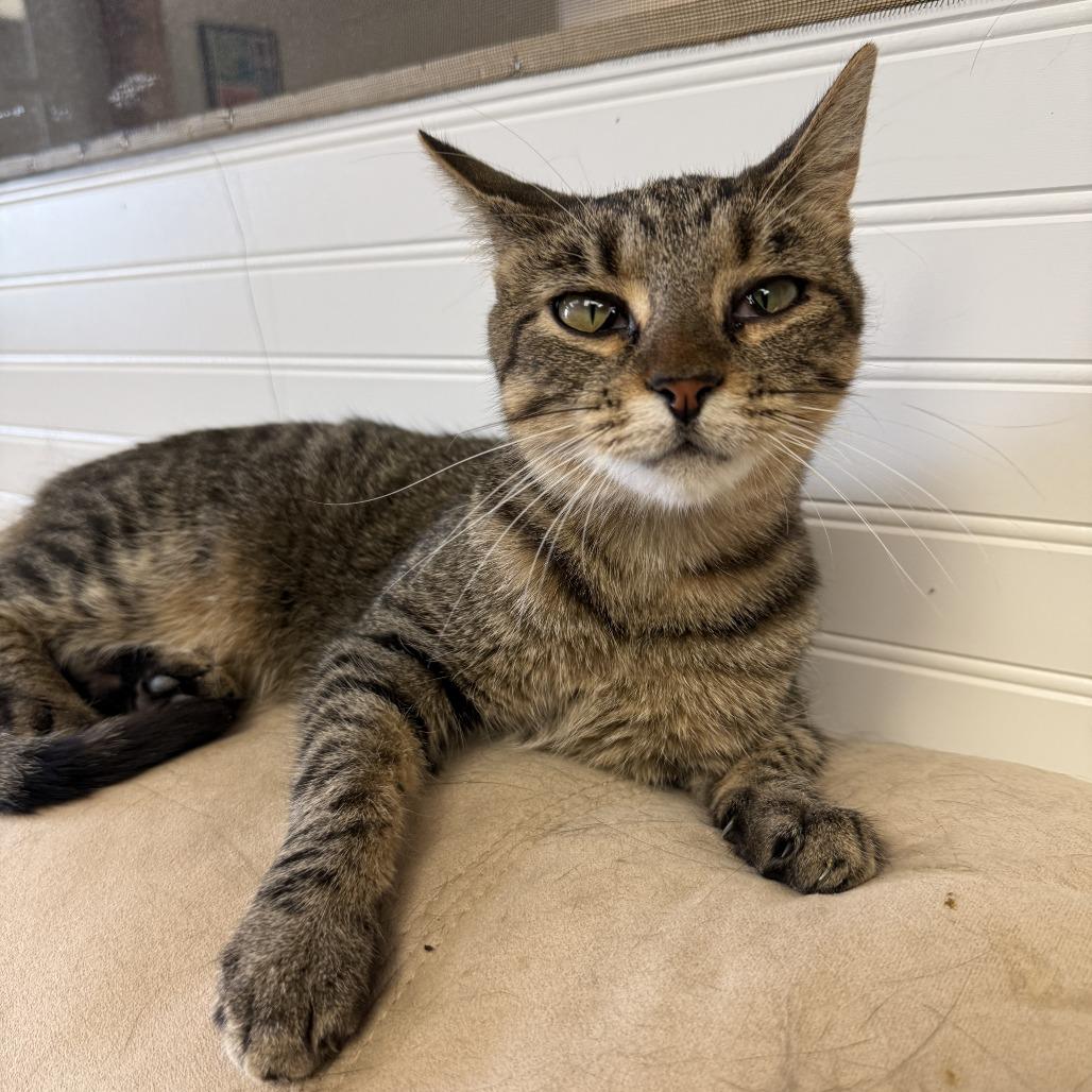 Enlarge Olive, a Adoptable Domestic Short Hair in Bloomington, IL image 1/6