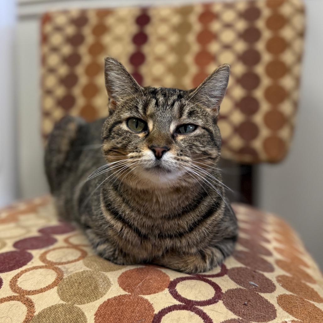 Enlarge Olive, a Adoptable Domestic Short Hair in Bloomington, IL image 3/6