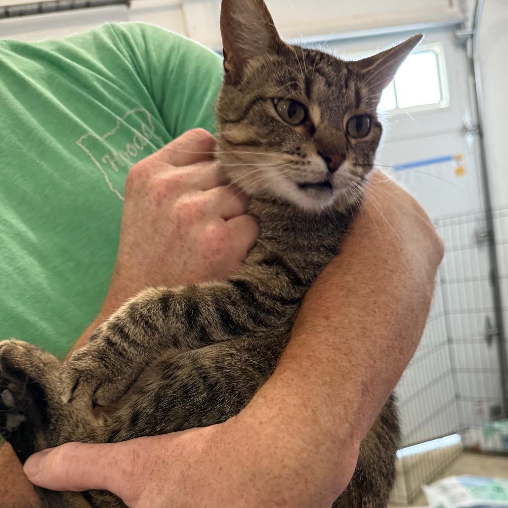 Enlarge Olive, a Adoptable Domestic Short Hair in Bloomington, IL image 5/6